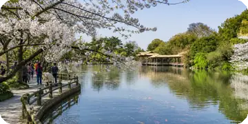 Viewing Fish at Flower Harbor — Spring Blossoms over the Harbor