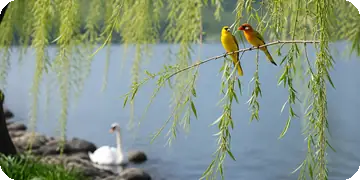Orioles Singing in the Willows — Orioles among Spring Willows